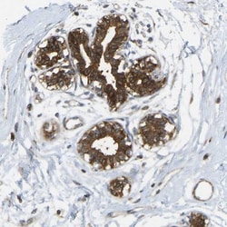 KIAA1671 Antibody, Novus Biologicals 25 &mu;L; Unlabeled:Antibodies, Polyclonal