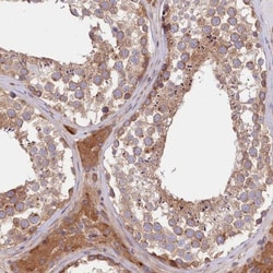 CEP295 Antibody, Novus Biologicals:Antibodies:Primary Antibodies