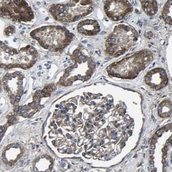 KIAA1958 Antibody, Novus Biologicals:Antibodies:Primary Antibodies
