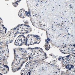 KIAA1958 Antibody, Novus Biologicals:Antibodies:Primary Antibodies