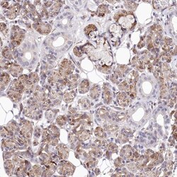 anti-KIBRA, Polyclonal, Novus Biologicals 0.1mL; Unlabeled:Antibodies,