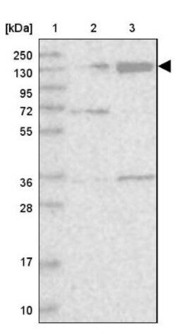 anti-KIBRA, Polyclonal, Novus Biologicals 0.1mL; Unlabeled:Antibodies,