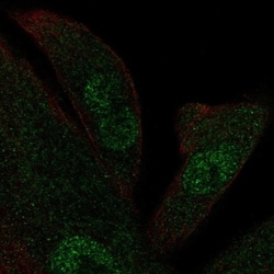 KIF12 Antibody, Novus Biologicals 25 &mu;L; Unlabeled:Antibodies, Polyclonal