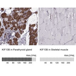 KIF13B Antibody, Novus Biologicals 25 &mu;L; Unlabeled:Antibodies, Polyclonal