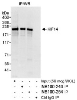 KIF14 Antibody, Novus Biologicals 100 &mu;L | Buy Online | Novus Biologicals | Fisher Scientific