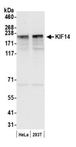 KIF14 Antibody, Novus Biologicals 100 &mu;L | Buy Online | Novus Biologicals | Fisher Scientific