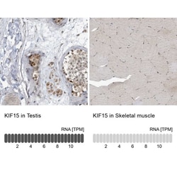 KIF15 Antibody, Novus Biologicals 0.1mL; Unlabeled:Antibodies, Polyclonal