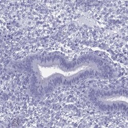KIF17 Antibody, Novus Biologicals 0.1mL; Unlabeled:Antibodies, Polyclonal