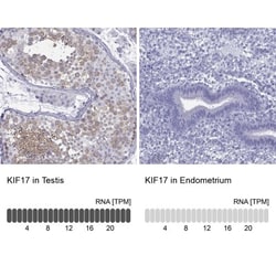KIF17 Antibody, Novus Biologicals 0.1mL; Unlabeled:Antibodies, Polyclonal