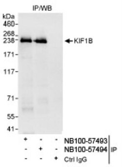 KIF1B Antibody, Novus Biologicals 0.1mg; Unlabeled:Antibodies, Polyclonal