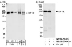 KIF1B Antibody, Novus Biologicals 0.1mL; Unlabeled:Antibodies, Polyclonal