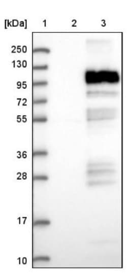 KIF20A Antibody, Novus Biologicals:Antibodies:Primary Antibodies