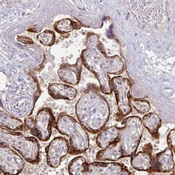 KISS1 Antibody, Novus Biologicals:Antibodies:Primary Antibodies