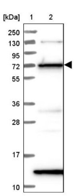 KLC2 Antibody, Novus Biologicals:Antibodies:Primary Antibodies