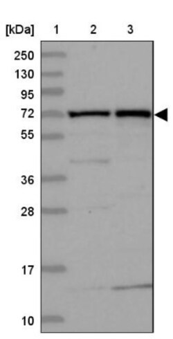 KLC2 Antibody, Novus Biologicals:Antibodies:Primary Antibodies