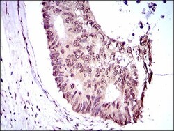KLF1 Antibody (1B6A3) - BSA Free, Novus Biologicals:Antibodies:Primary