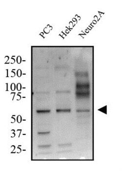 KLF4 Antibody, Novus Biologicals 0.1mg; Unlabeled:Antibodies, Polyclonal
