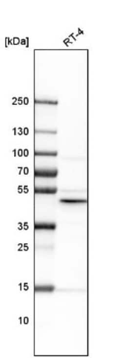 KLF5 Antibody, Novus Biologicals 0.1mL; Unlabeled:Antibodies, Polyclonal