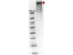 KLH Antibody, Novus Biologicals 0.2mg; Unlabeled:Antibodies, Polyclonal