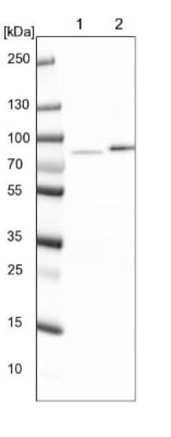 KLHDC4 Antibody, Novus Biologicals 25 &mu;L; Unlabeled:Antibodies, Polyclonal