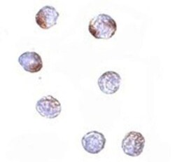 KLHL15 Antibody - BSA Free, Novus Biologicals:Antibodies:Primary Antibodies