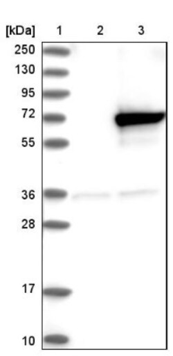 KLHL25 Antibody, Novus Biologicals:Antibodies:Primary Antibodies
