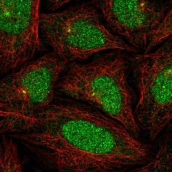 KLHL35 Antibody, Novus Biologicals:Antibodies:Primary Antibodies