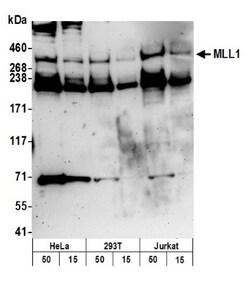 KMT2A/MLL Antibody, Novus Biologicals 0.1mL; Unlabeled:Antibodies, Polyclonal