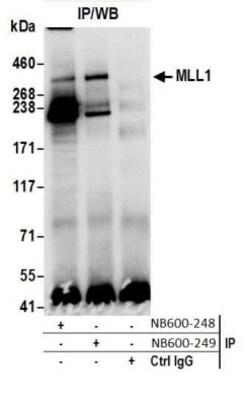 KMT2A/MLL Antibody, Novus Biologicals 0.1mL; Unlabeled:Antibodies, Polyclonal