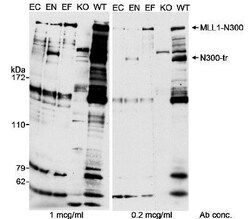 KMT2A/MLL Antibody, Novus Biologicals 0.1mg; Unlabeled:Antibodies, Polyclonal