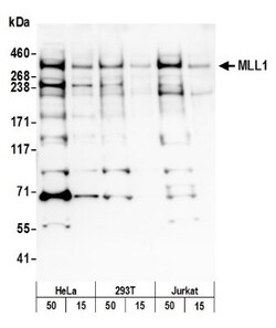 KMT2A/MLL Antibody, Novus Biologicals 0.1mg; Unlabeled:Antibodies, Polyclonal