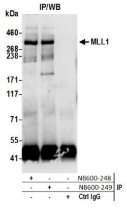 KMT2A/MLL Antibody, Novus Biologicals 0.1mg; Unlabeled:Antibodies, Polyclonal