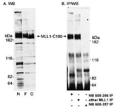 KMT2A/MLL Antibody, Novus Biologicals 0.1mg; Unlabeled:Antibodies, Polyclonal
