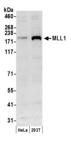 KMT2A/MLL Antibody, Novus Biologicals 0.1mg; Unlabeled:Antibodies, Polyclonal