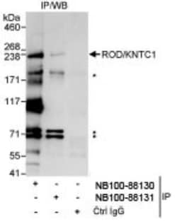 KNTC1 Antibody, Novus Biologicals 0.1mL; Unlabeled:Antibodies, Polyclonal