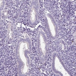 KPNA5 Antibody, Novus Biologicals 0.1mL; Unlabeled:Antibodies, Polyclonal