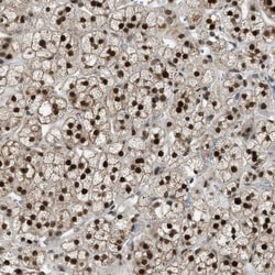 KPNA6 Antibody, Novus Biologicals 0.1mL; Unlabeled:Antibodies, Polyclonal