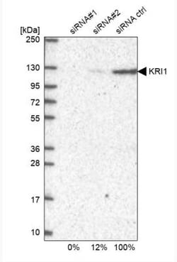 KRI1 Antibody, Novus Biologicals 0.1mL; Unlabeled:Antibodies, Polyclonal