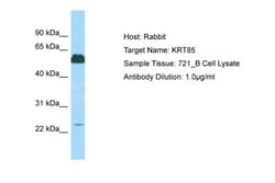 KRT85 Antibody, Novus Biologicals 100uL; Unlabeled:Antibodies, Polyclonal