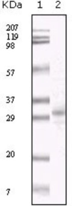KSHV ORF26 Antibody (2F6B8), Novus Biologicals 0.025 mL, Unconjugated:Antibodies,