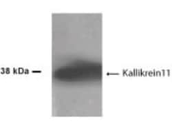 Kallikrein 11 Antibody - BSA Free, Novus Biologicals 0.1mL; Unlabeled:Antibodies,