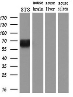 Keap1 Antibody (OTI1B4), Novus Biologicals 0.1mL; Unlabeled:Antibodies,