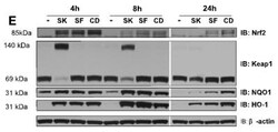 Keap1 Antibody (OTI1B4), Novus Biologicals 0.1mL; Unlabeled:Antibodies,