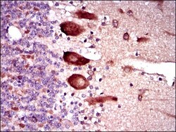 Keap1 Antibody (7G4B10) - BSA Free, Novus Biologicals:Antibodies:Primary