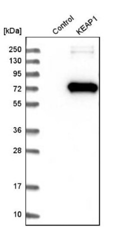 Keap1 Antibody, Novus Biologicals 0.1mL; Unlabeled:Antibodies, Polyclonal