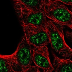 Kelch Domain Containing 7A Antibody, Novus Biologicals:Antibodies:Primary