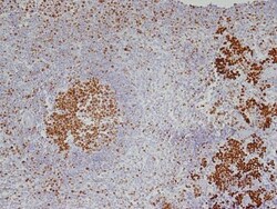 Ki67/MKI67 Antibody (SP6) - Unpurified, Novus Biologicals 0.5mL; Unlabeled:Antibodies,