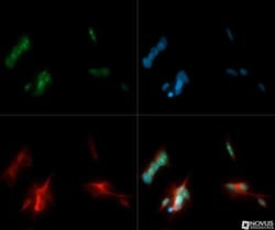Ki67/MKI67 Antibody - BSA Free, Novus Biologicals:Antibodies:Primary Antibodies