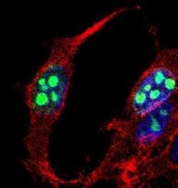 Ki67/MKI67 Antibody - BSA Free, Novus Biologicals:Antibodies:Primary Antibodies