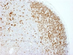 Ki67/MKI67 Antibody - BSA Free, Novus Biologicals:Antibodies:Primary Antibodies